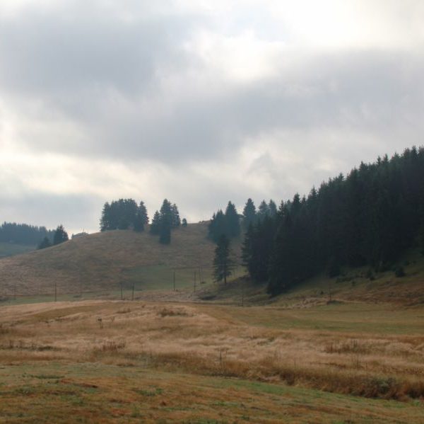 Рожен 2010